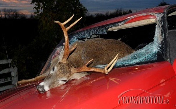 nehoda-zver-zviera-jelen_podkapotou_sk